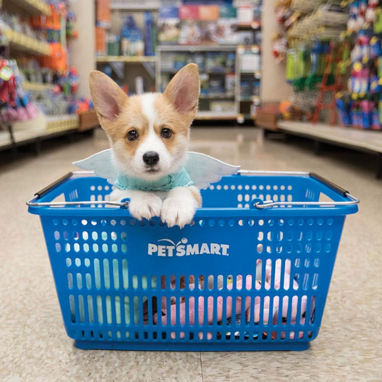 Petsmart Fish Dog Cat Reptile Small Pet Supplies